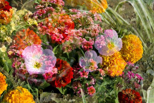 گلهای پامچال باغ گل طبیعت زیبا و رنگارنگ