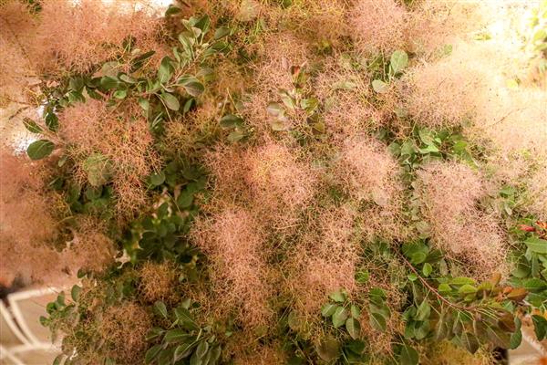 شاخ و برگ‌های پاییزی به رنگ صورتی و سبز