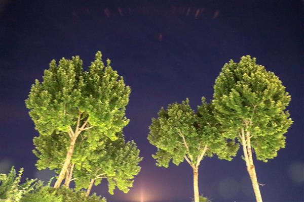درختان سرسبز در شب با آسمان آبی تیره