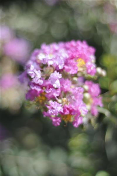 گلهای تابستانی: عکاسی حرفه‌ای کلوز آپ از زیبایی‌های طبیعت برای پوستر دیواری