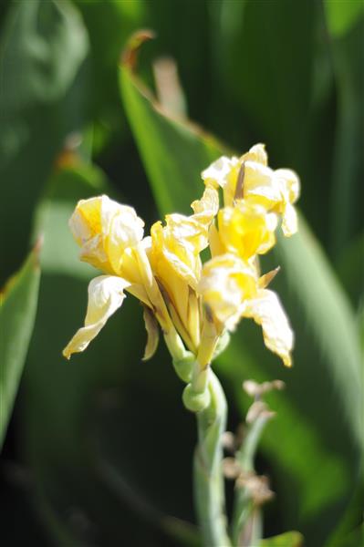 گلایل وحشی تابستانی: عکاسی حرفه‌ای کلوزآپ از عناصر طبیعت