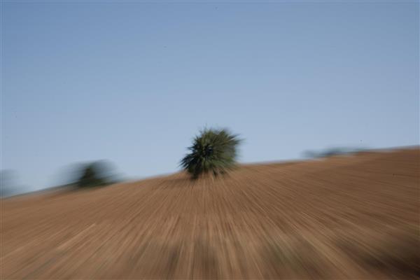 تک درخت: عکاسی انتزاعی امپرسیونیسم از چشم‌اندازهای طبیعی ایران