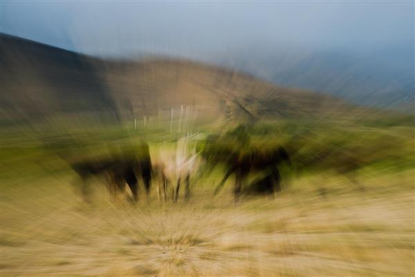 عکاسی انتزاعی امپرسیونیسم از اسب‌ها در طبیعت