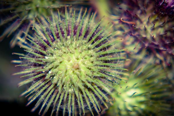 گل خارمریم: عکاسی ماکرو و کلوزآپ حرفه‌ای از گیاهان خاردار در طبیعت