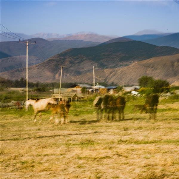 اسب‌ها در دشت عکاسی حرفه‌ای مولتی اکسپوژر