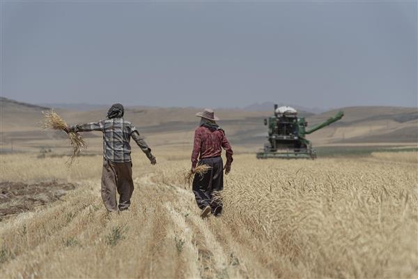 دو کشاورز در حال برداشت گندم با کمباین در دشت وسیع در روز روشن