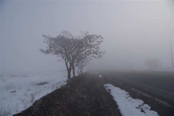 ردیف درختان لخت کنار جاده خاکی در مه غلیظ و زمینه برفی