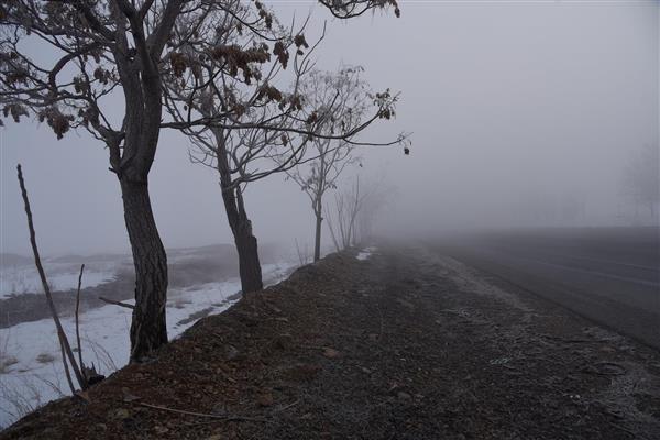صفوف درختان لخت کنار جاده در مه غلیظ و زمین پوشیده از برف