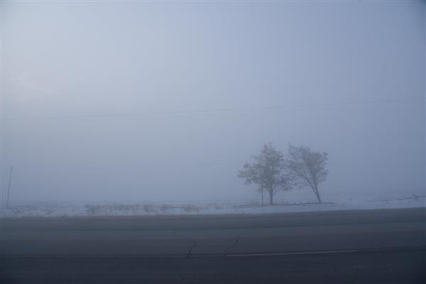 دو درخت لخت تنها در مه سنگین و برف در کنار جاده آسفالت زمستانی