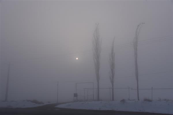 سه درخت بلند لخت و دروازه فلزی در مه غلیظ و بارش برف زمستانی