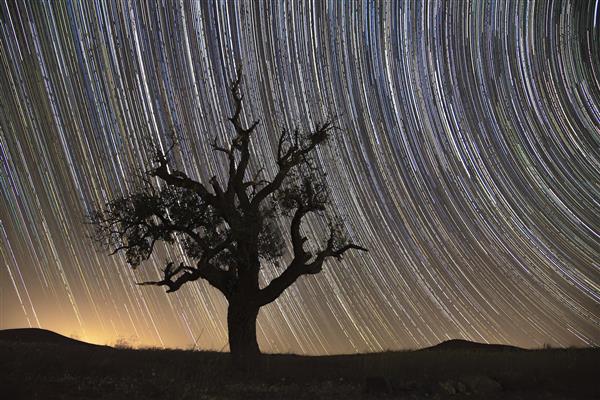 رد ستارگان سفید در آسمان شب بر فراز تپه و درخت کهنسال خشکیده