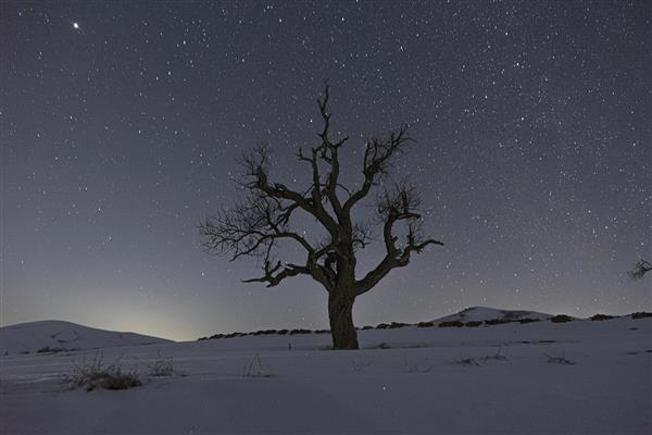درخت خشکیده تنها در برف و زمین پوشیده از برف زیر آسمان پرستاره شب