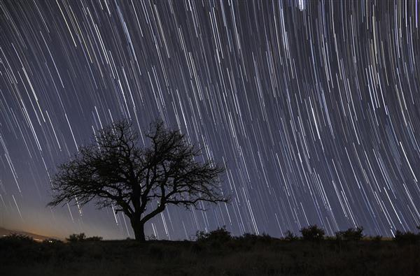 عکس تایم لپس رد ستارگان (Star Trails) در حال چرخش پشت تک درخت در شب