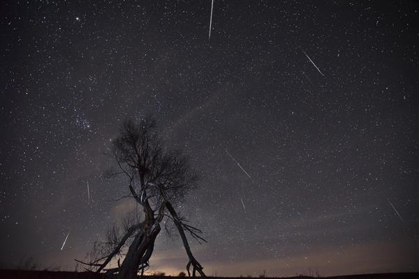 بارش شهابی در آسمان شب با دنباله‌های نور در پشت درخت خشکیده