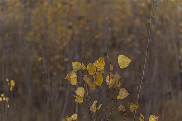 کلوزآپ برگ‌های زرد روشن پاییزی در میان شاخه‌های تیره با پس‌زمینه محو