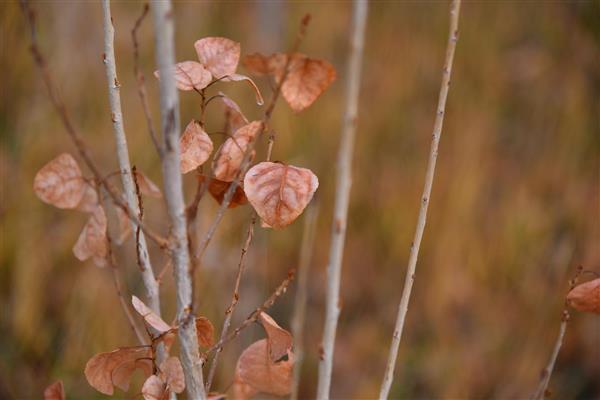 کلوزآپ از برگ‌های خشک قهوه‌ای پاییزی روی شاخه‌های نازک در طبیعت