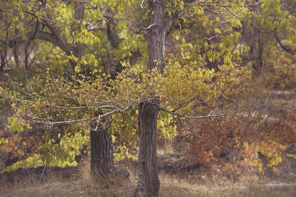 تصویر عریض از تنه درختان تنومند جنگلی با برگ‌های سبز و طلایی پاییزی