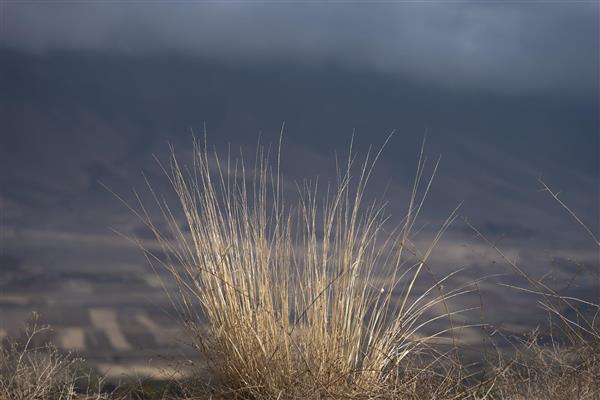 نمای نزدیک بوته علف خشک در بیابان با پس‌زمینه کوه تیره
