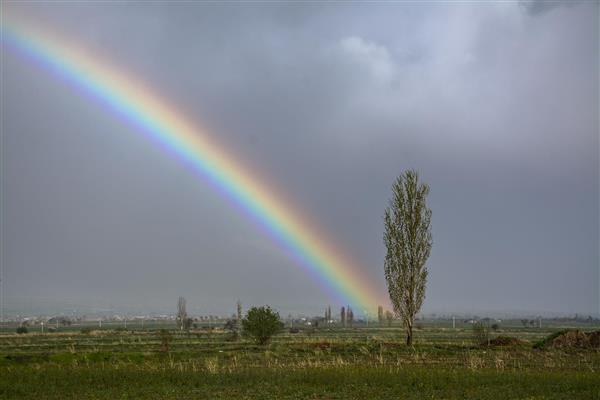 کمان رنگین‌کمان کامل بر فراز دشت سرسبز و درخت در هوای طوفانی