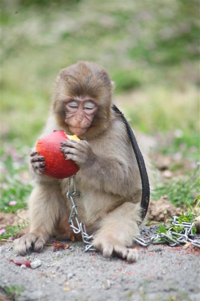 بچه میمون با زنجیر در حال خوردن یک کدو یا میوه قرمز تصویر عمودی و احساسی از حیوان در طبیعت با نماد اسارت