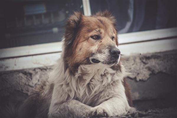 پرتره سگ نگهبان قفقازی با موهای بلند و رنگ قهوه‌ای سفید تصویر باکیفیت حیوان با نگاه متفکرانه