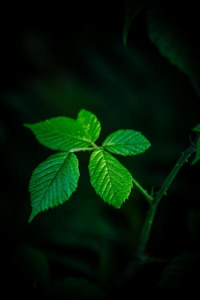 برگ‌های سبز پررنگ بافت‌دار روی ساقه در پس‌زمینه بسیار تیره عکس ماکرو عمودی با نورپردازی دراماتیک