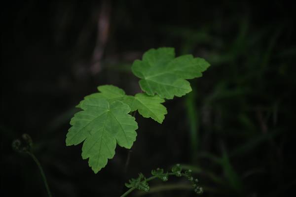 دو برگ سبز روشن در عمق تاریک جنگل با فوکوس بالا تصویر ماکرو از گیاه در سایه با حس رمزآلود