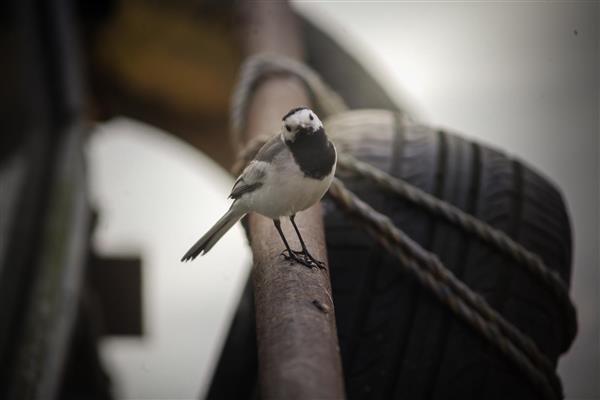 پرنده دم‌جنبانک رو به دوربین نشسته بر روی چوب قایق تصویر پرتره از پرنده با پس‌زمینه محو تاریک و فضای روستیک