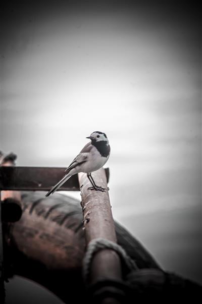 پرنده دم‌جنبانک روی چوب و طناب قایق در پس‌زمینه آسمان روشن نمای کامل پرنده با کنتراست بالا و پس‌زمینه نورانی