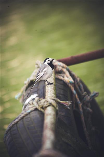 پرنده دم‌جنبانک روی طناب و لاستیک فرسوده قایق ماهیگیری تصویر نزدیک با پس‌زمینه سبز محو و فضای روستیک