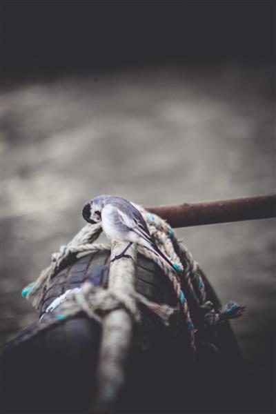 پرنده دم‌جنبانک نشسته روی قایق ماهیگیری در فضای مه‌آلود تصویر هنری و تیره با فوکوس بر پرنده و طناب‌ها