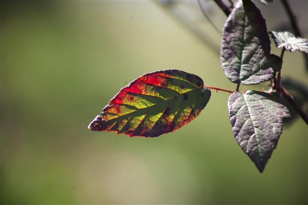 برگ پاییزی قرمز و زرد روشن در نور خورشید با پس‌زمینه محو سبز عکس فوکوس بر روی تغییر رنگ برگ