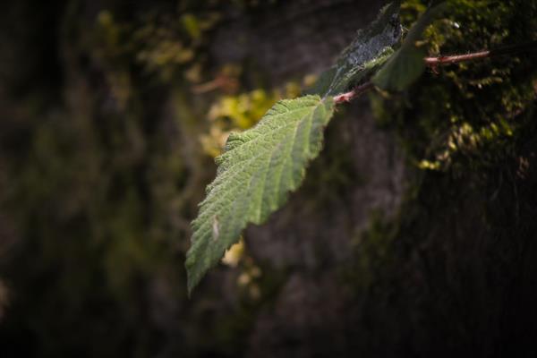 برگ سبز تازه در نور و سایه روی تنه درخت خزه بسته تصویر کلوزآپ از گیاه و تضاد رنگ