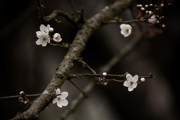 شکوفه‌های سفید ریز روی شاخه درخت در پس‌زمینه تیره عکس باکیفیت ماکرو از شکوفه بهاری