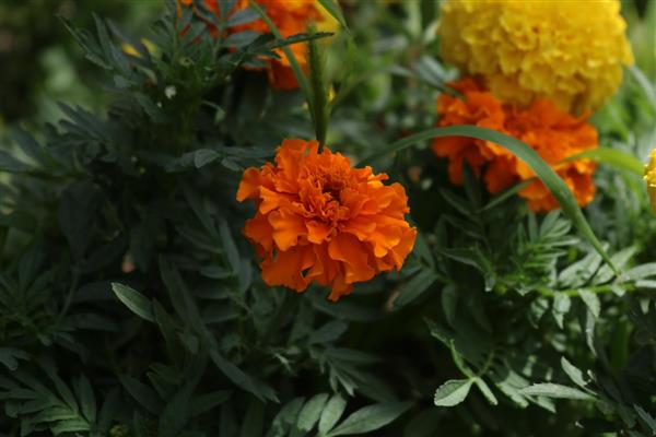 نمای نزدیک از گل‌های زیبای جعفری نارنجی در میان برگ‌های سبز در باغ