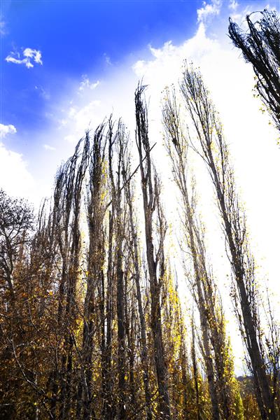 ردیف درختان سر به فلک کشیده پاییزی