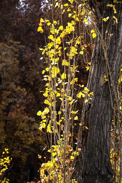 برگهای زیبای رنگی در پاییز