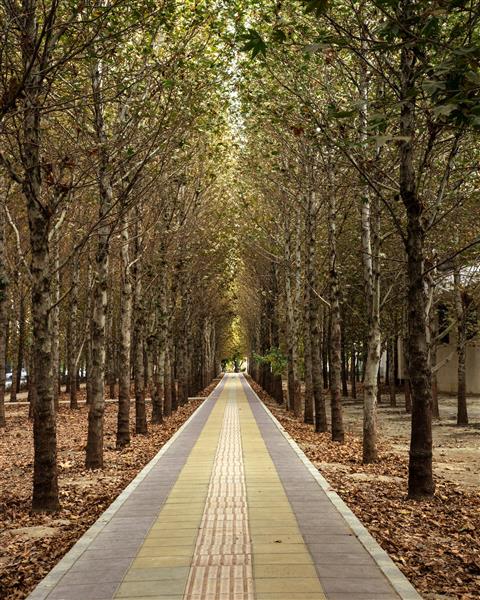 پرسپکتیو زیبا از درختان در پاییز