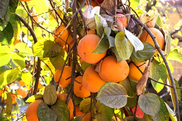 خرمالوهای ژاپنی در پاییز