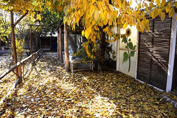 باغ زیبا برگهای پاییزی طبیعت ایران