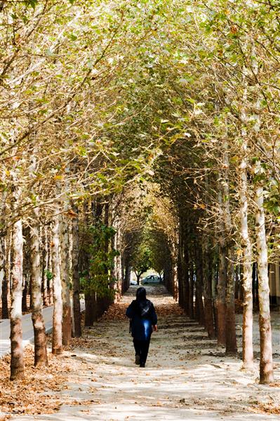 زن تنها در میان درختان پاییز عکاسی حرفه ای از مناظر و چشم اندازهای زیبای پاییزی مناظر زیبا در میان درختان چنار پاییز