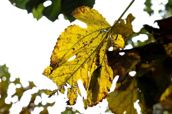 برگ زرد پاییز زیبایی های طبیعت در پاییز عکاسی از رنگها در پاییز عکاسی کلوزآپ رنگارنگ پاییزی