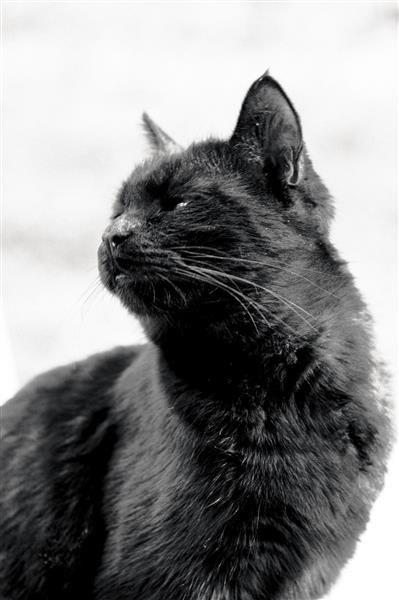 گربه سیاه زیبا حیوانات شهری عکاسی از حیات وحش شهری و خانگی عکاسی حرفه ای عکاسی سیاه و سفید