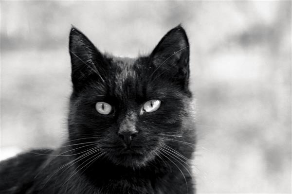 گربه سیاه اخمالو حیوانات خانگی حیوانات شهری حیات وحش شهری