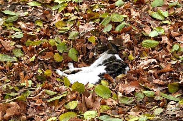 گربه ای در میان برگهای پاییزی حیوانات شهری عکاسی از زیبایی هادر شهر حیوانات خانگی