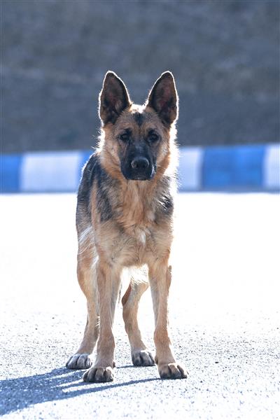 سگ ژرمن دوست با وفا و مودب من حیوانات خانگی عکاسی از حیوانات پرتره حیوانات