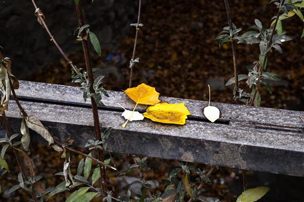 در گذر پاییز برگهای زرد پاییزی عکاسی حرفه ای کلوز آپ انتزاعی