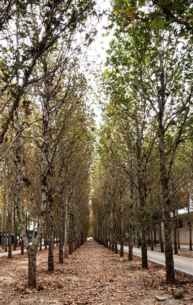 درختان چنار در پاییز مناظر شهری در پاییز فصل خزان برگهای رنگی پاییزی