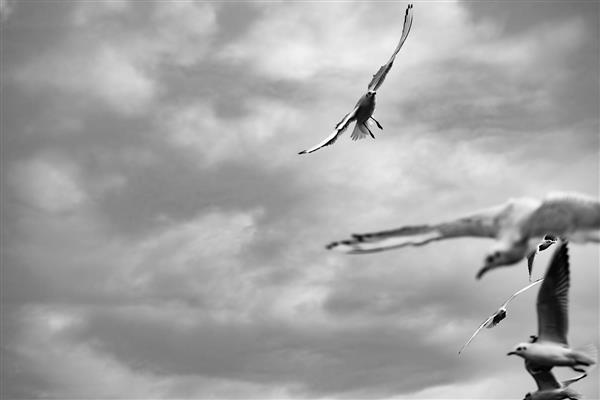 منظره رویایی پرواز مرغ‌های دریایی در ساحل نمک‌آبرود (شمال)