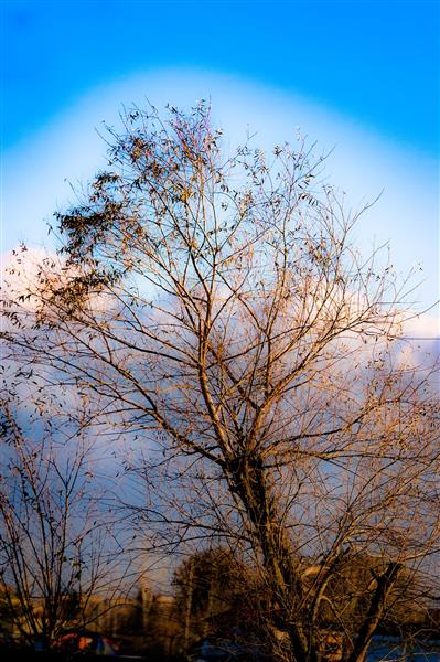 عکس انتزاعی از تک درخت در غروب با طیف رنگی پاستلی و آسمان آبی